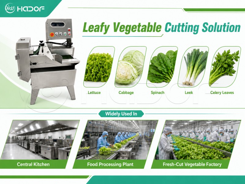 Application of Leaf Vegetable Cutting Machine